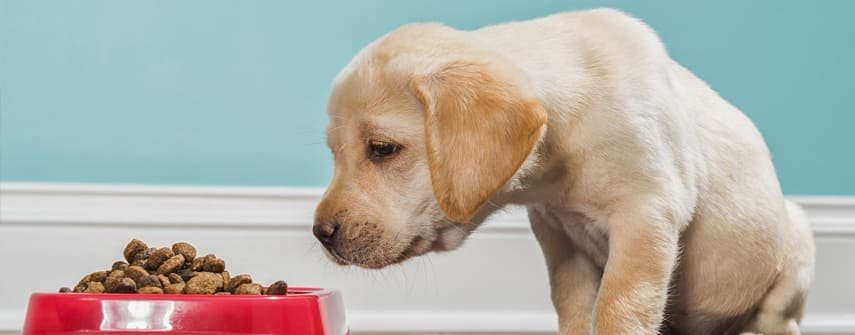 Augue adipiscing euismod